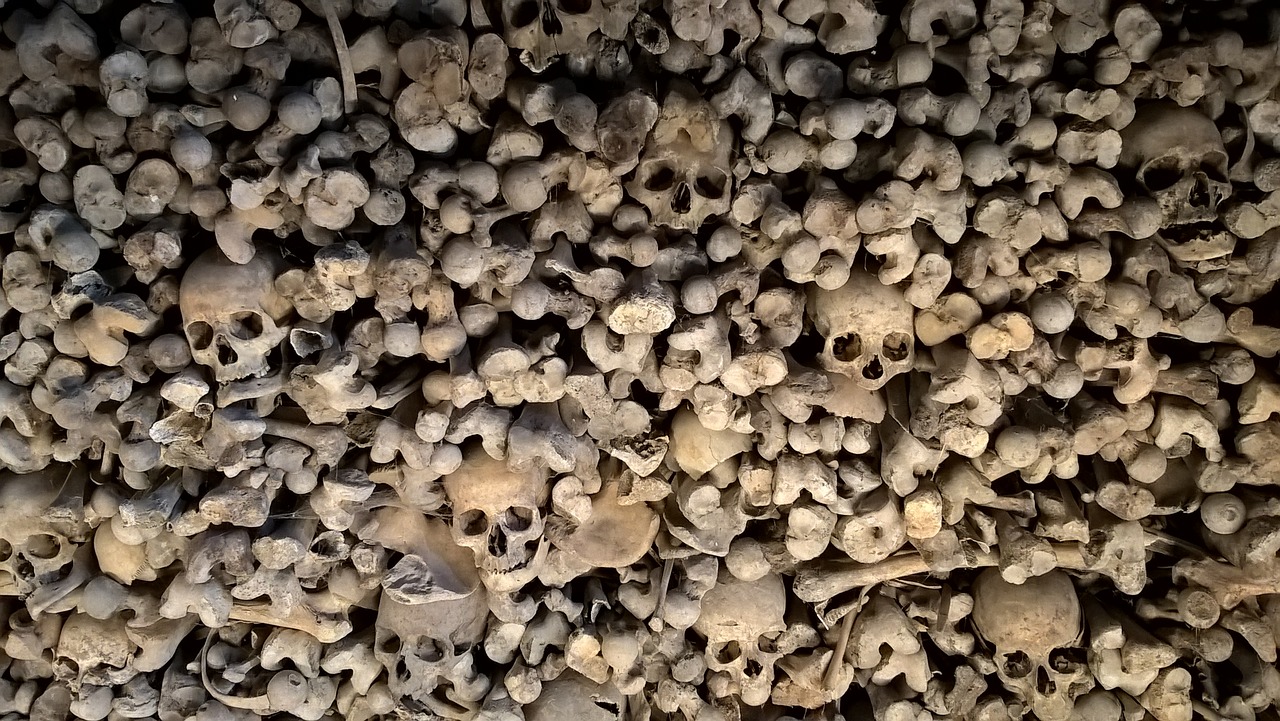 bones skeleton skull free photo