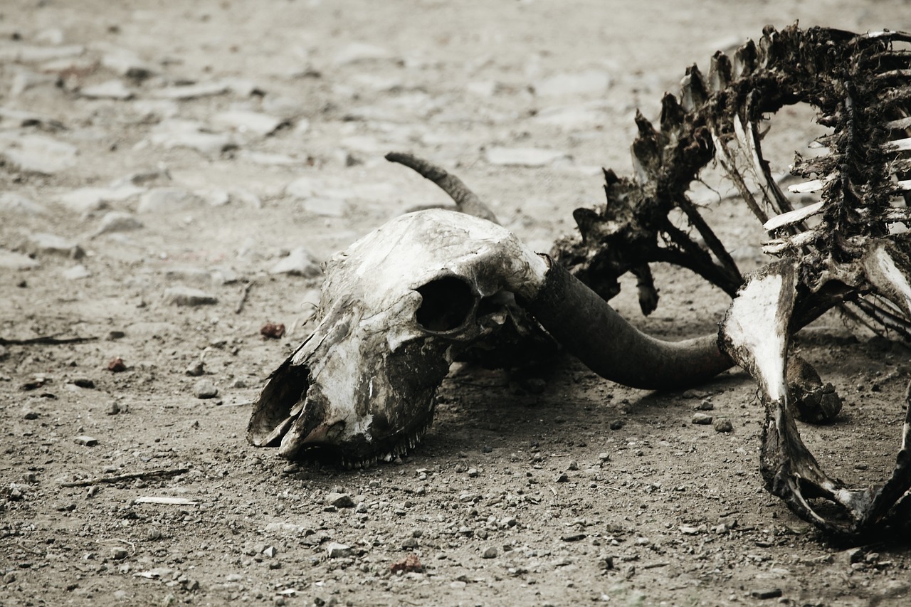 bones fossils decay free photo