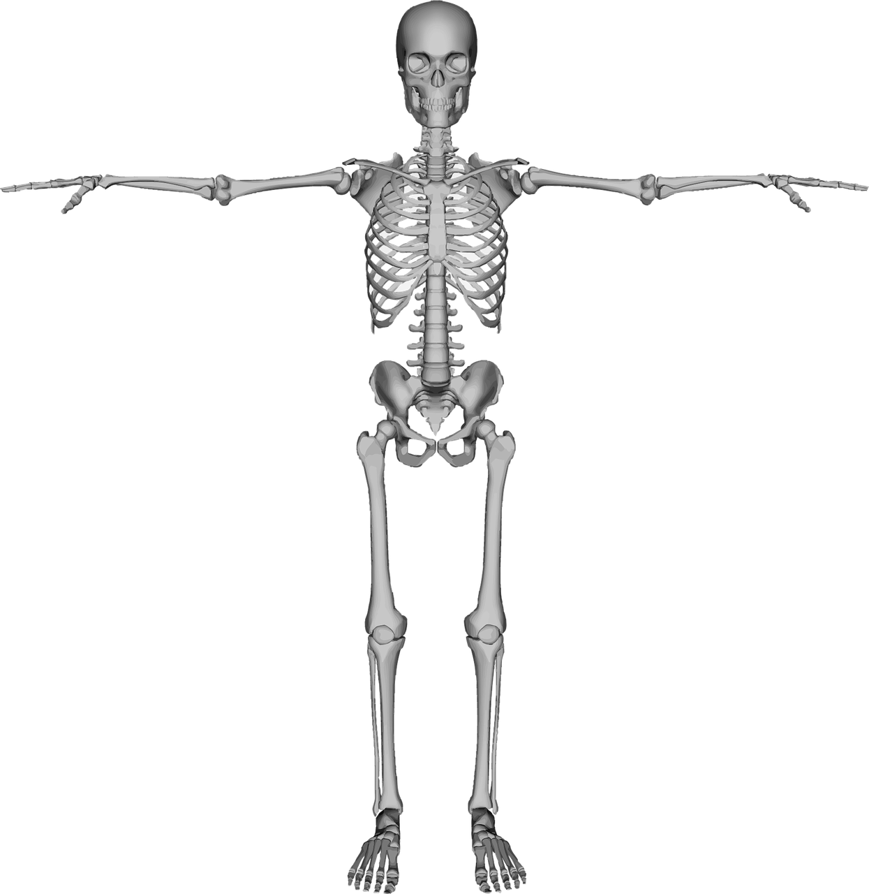 bones dead figure free photo