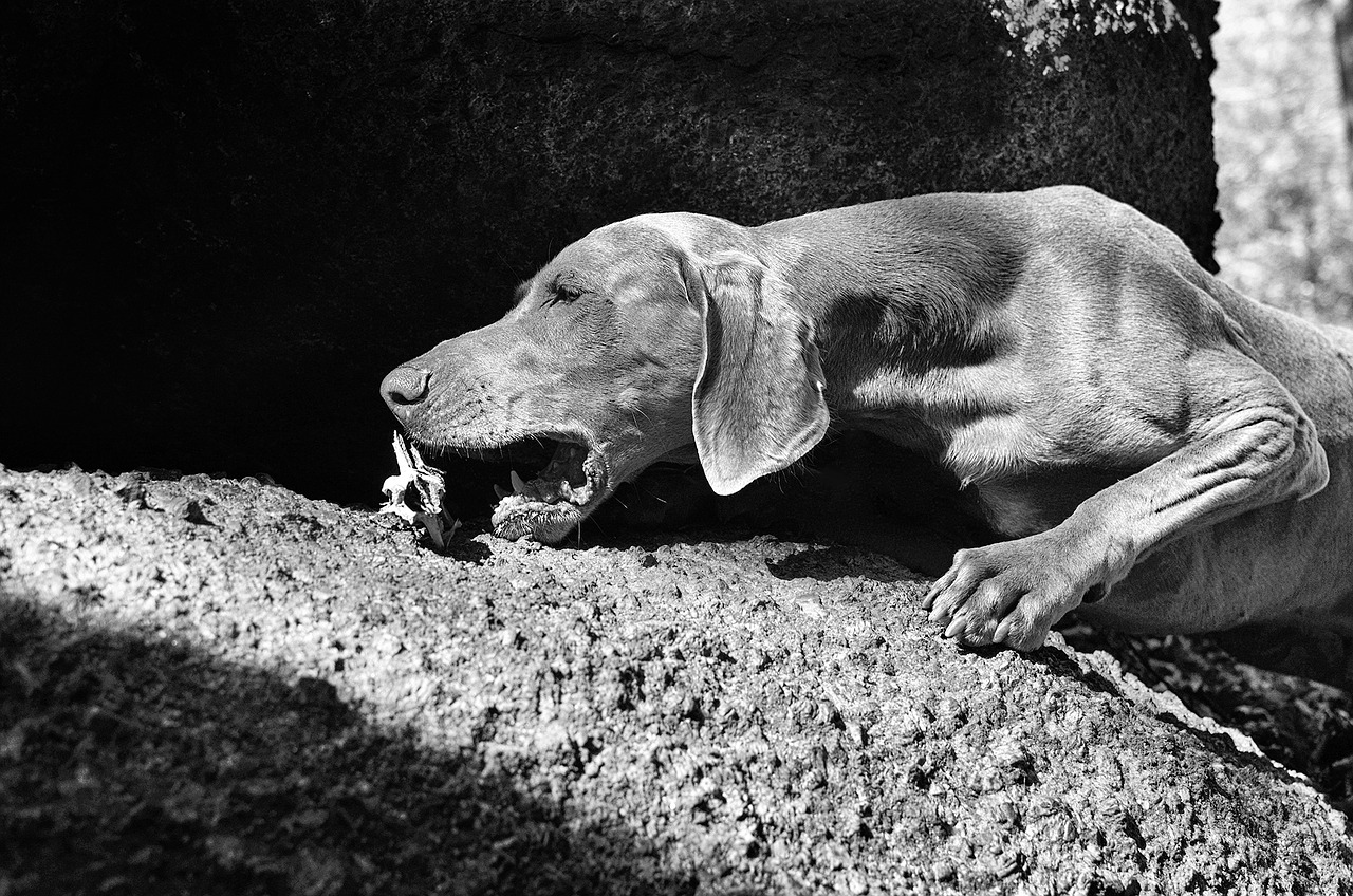 bones weimaraner dog free photo