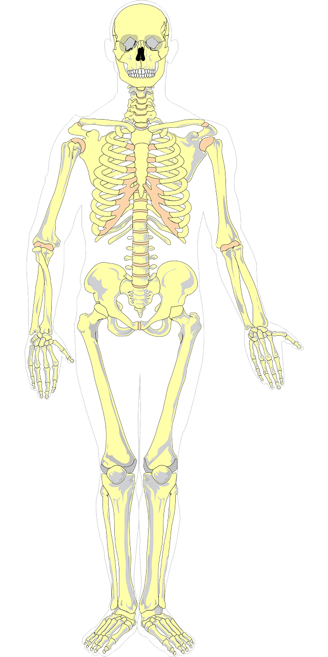 bones color anatomy free photo