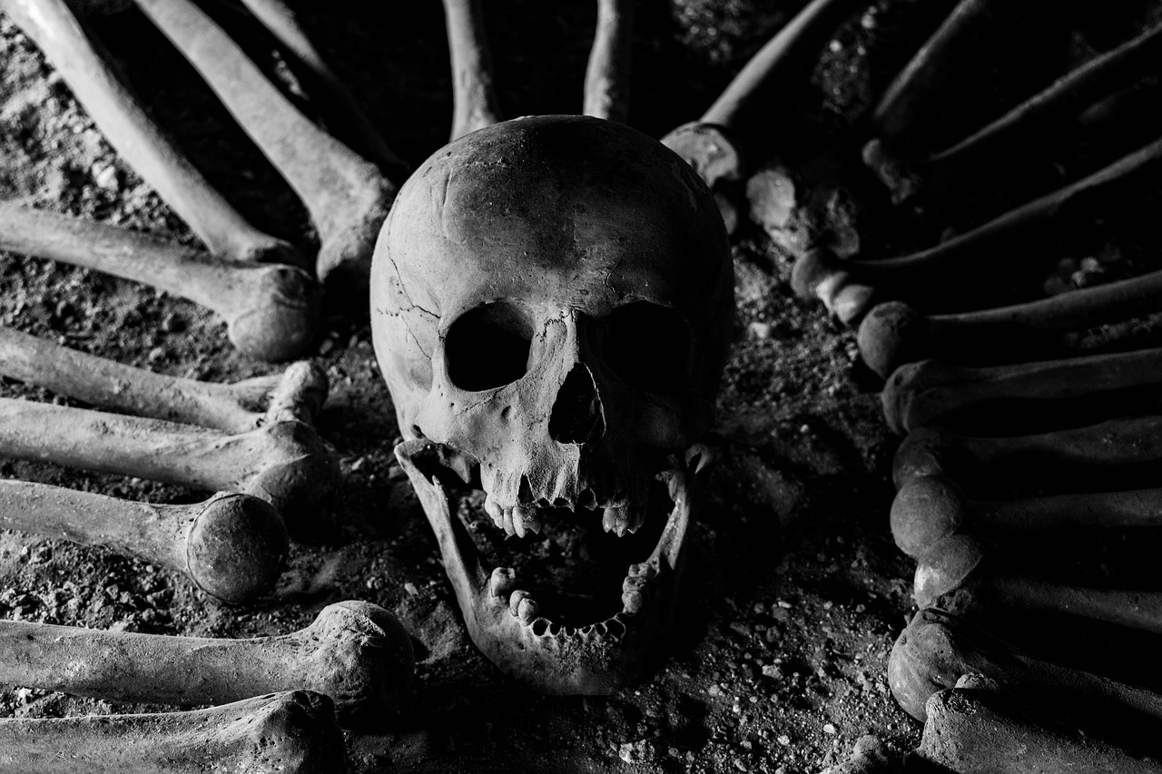 bones  skull  skeleton free photo