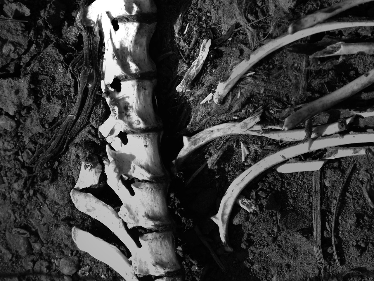 bones vertebral column corpse free photo