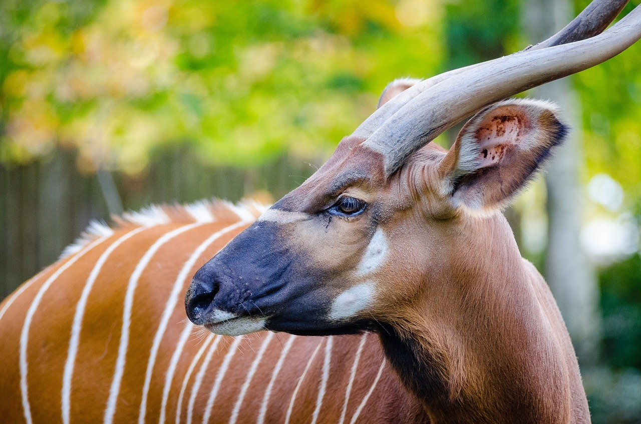 bongo antelope wildlife free photo