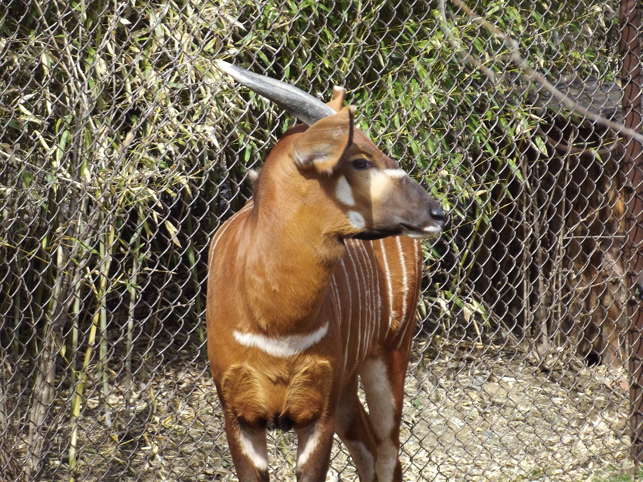 bongo zoo animal free photo
