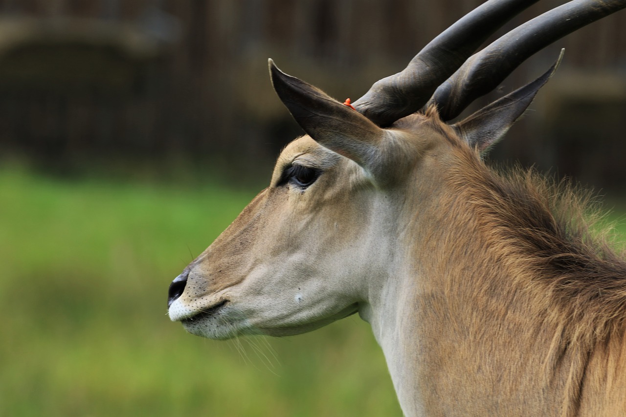 bongo antelope animal free photo
