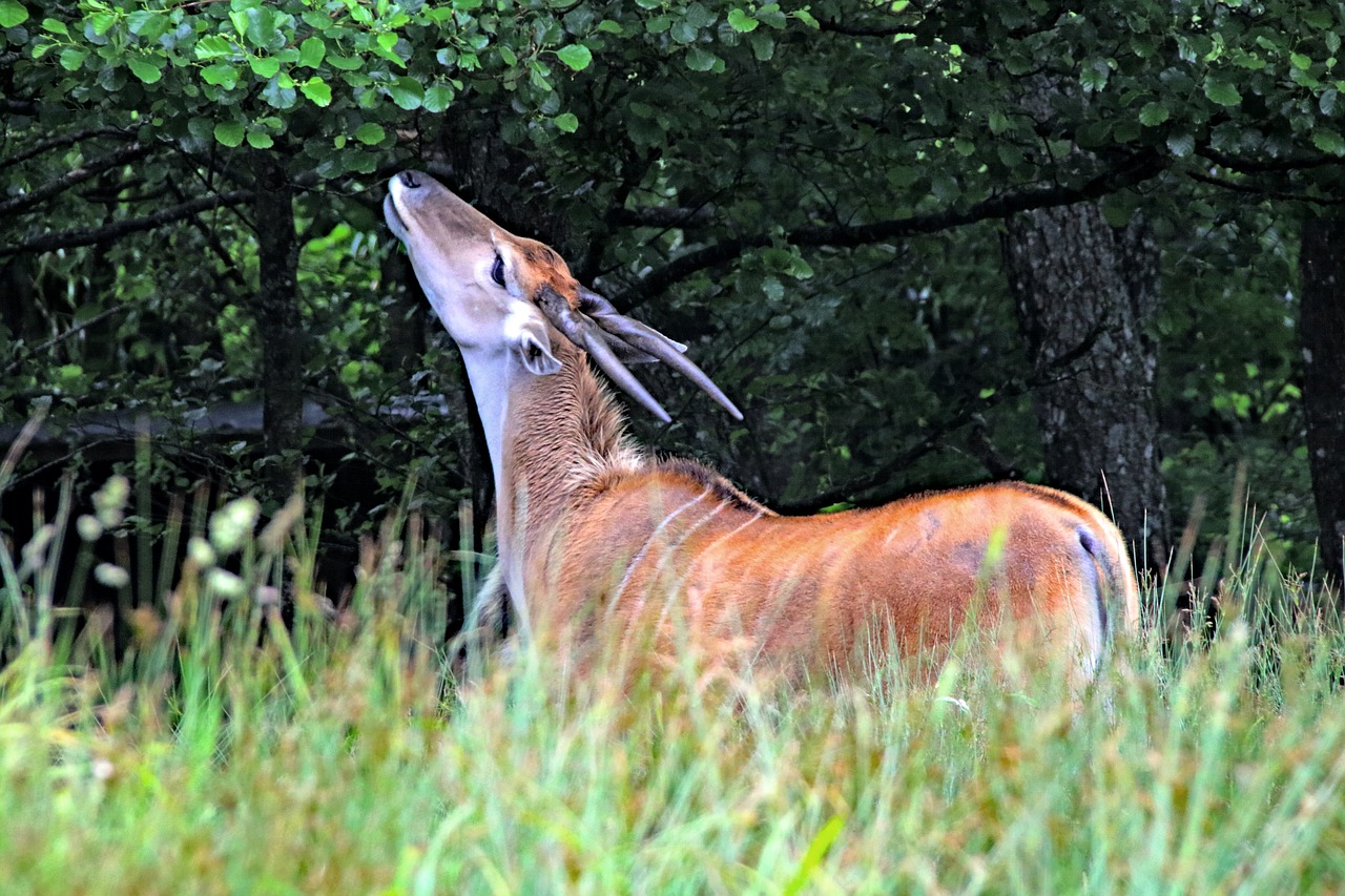 bongo deer antelope free photo