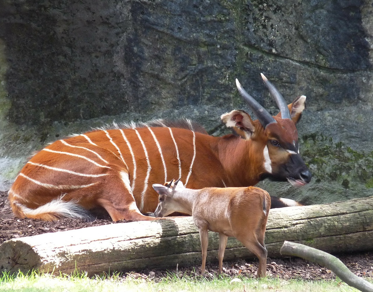 bongo animal mammal free photo