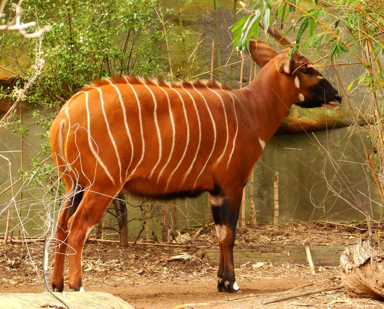 bongo antelope herbivore free photo