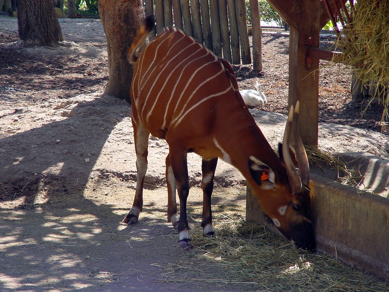 bongo western bongo zoo free photo