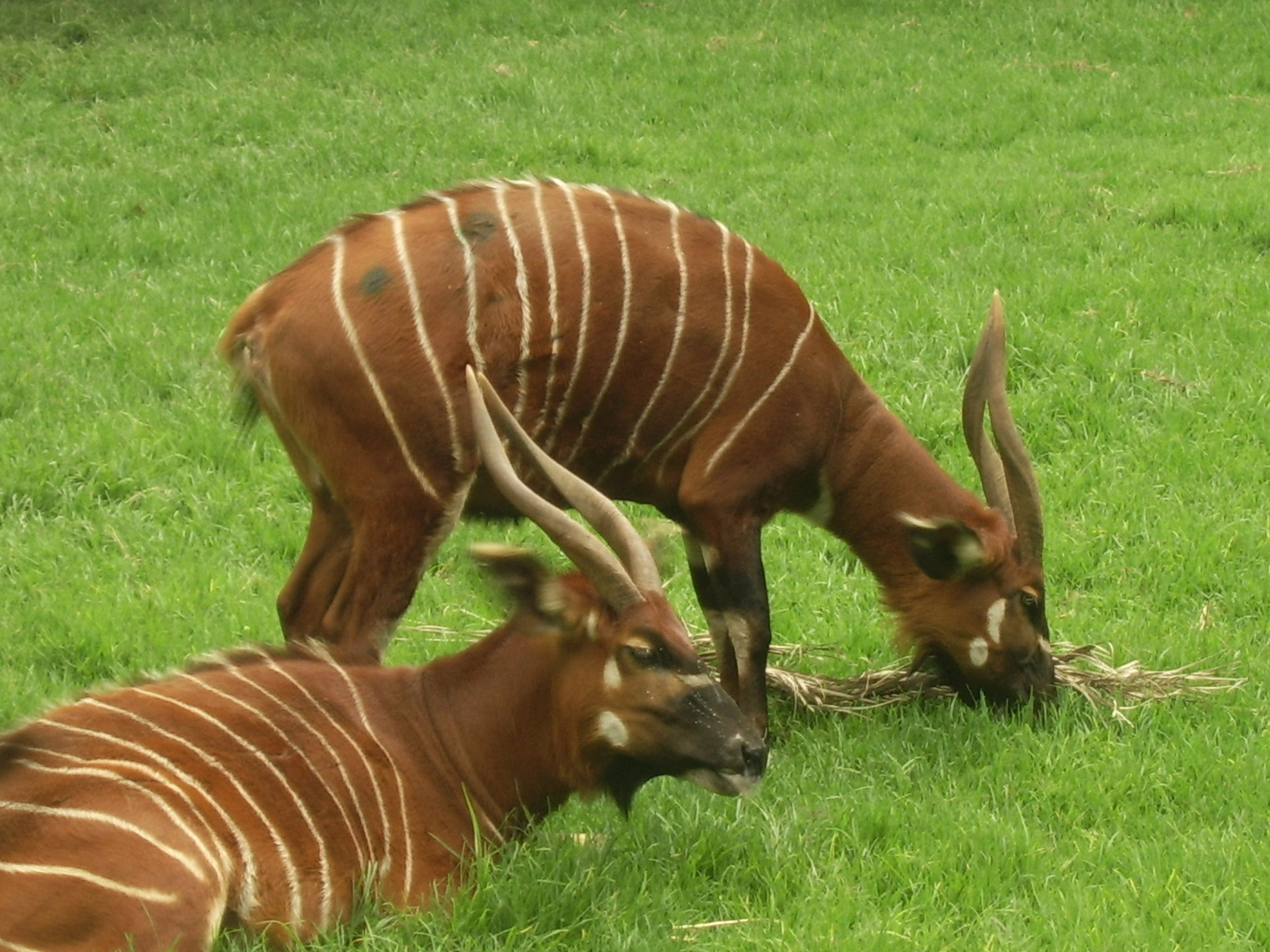 bongo antelope central africa free photo