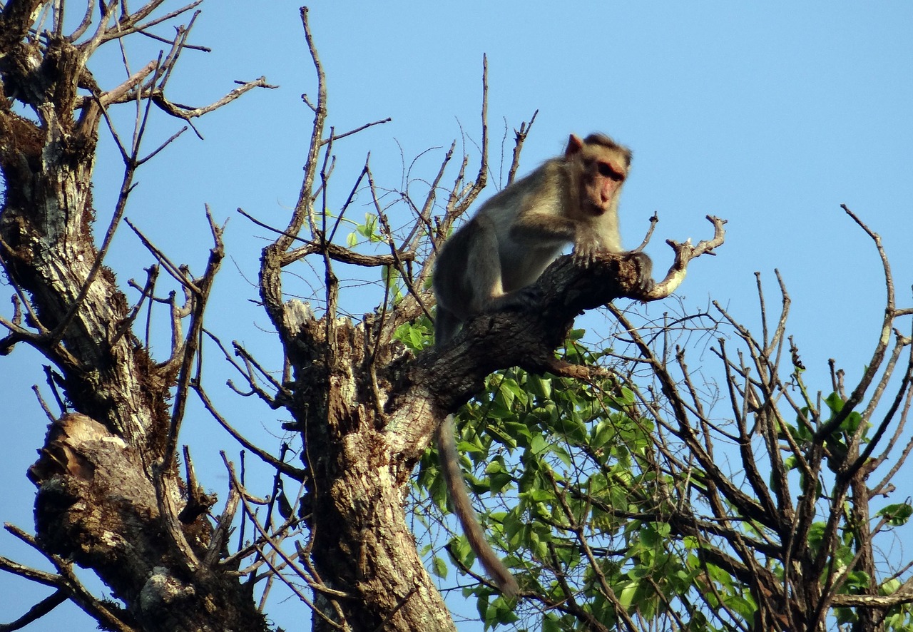 bonnet macaque macaca radiata monkey free photo