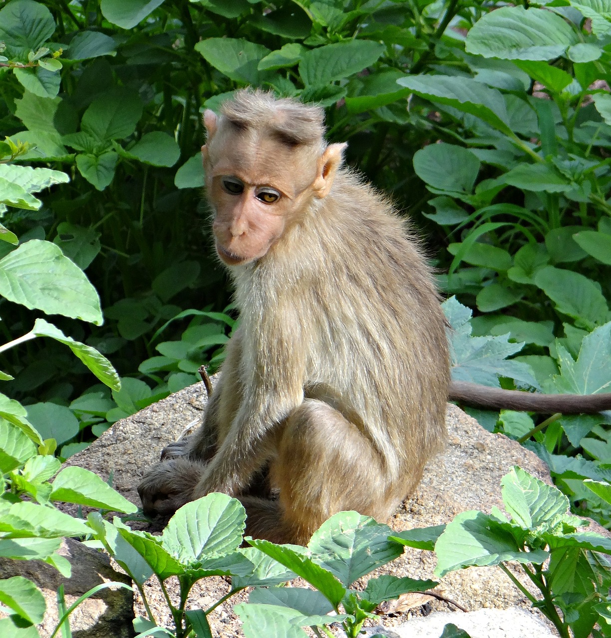 bonnet macaque macaca radiata macaque free photo