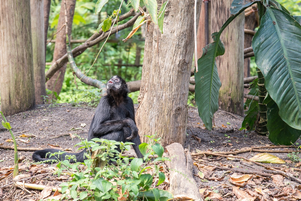 bonobo mammal animal free photo