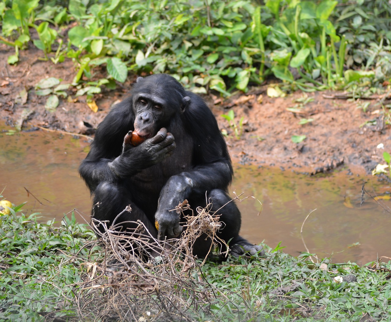bonobo lola ya bonobo democratic republic of congo free photo