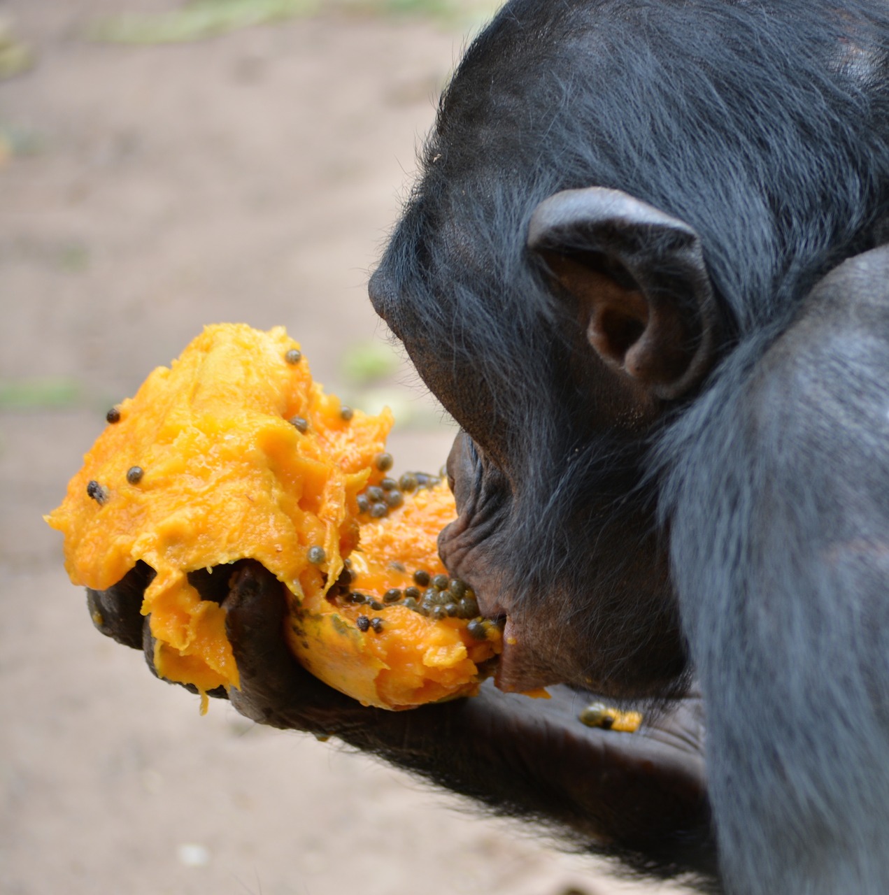 bonobo primate ape free photo
