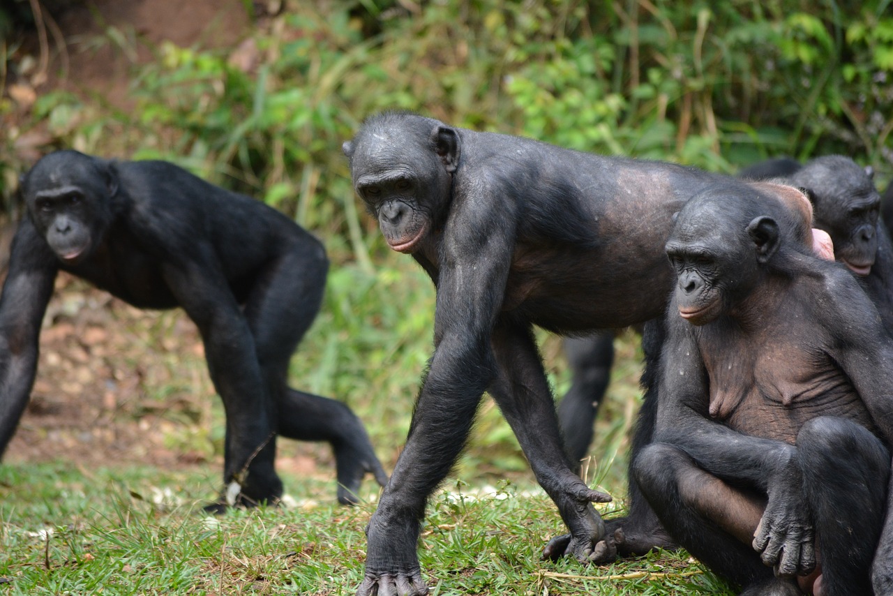 bonobo primate ape free photo