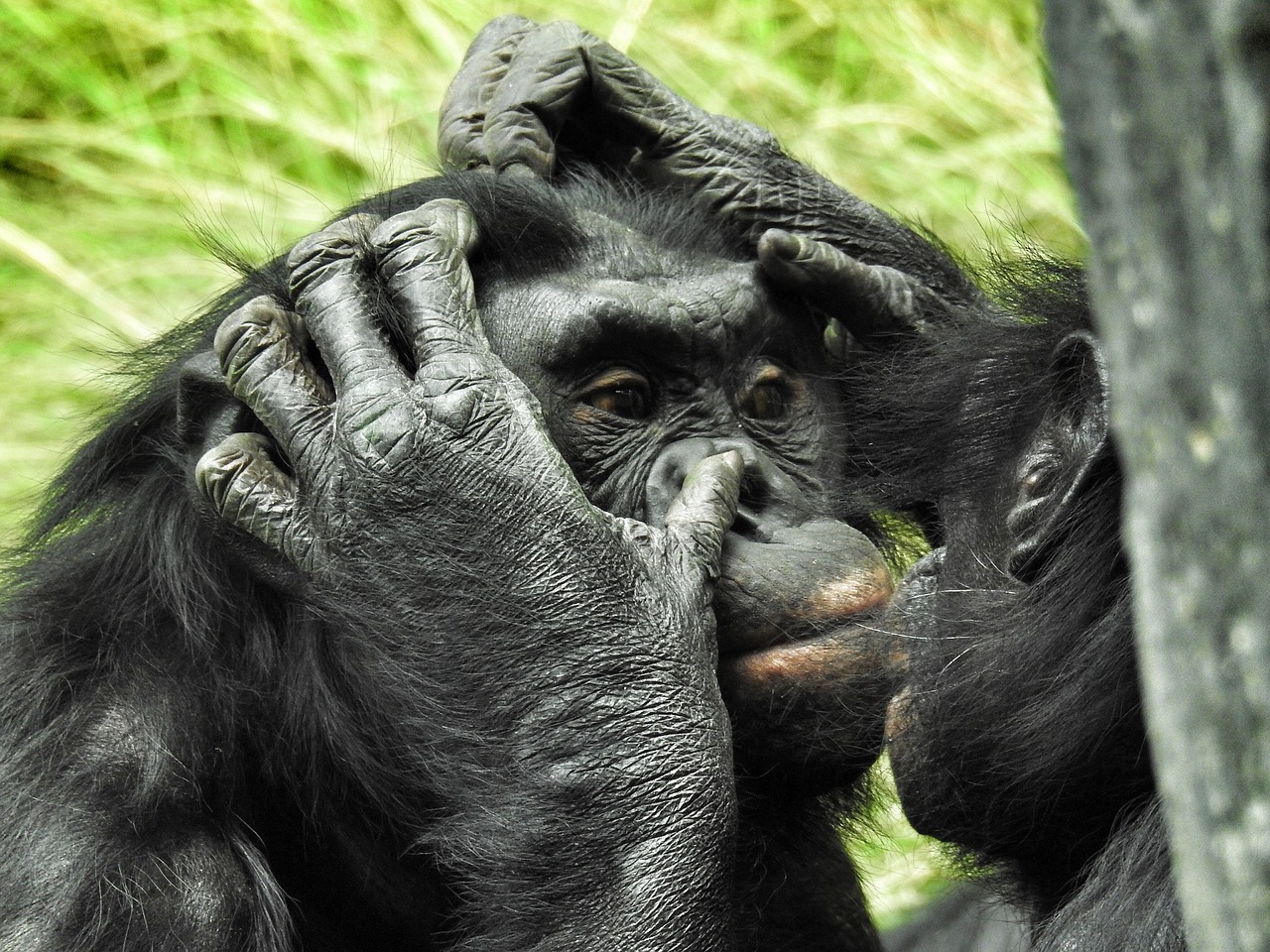 bonobo san diego zoo mammal free photo