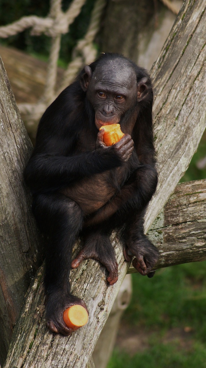 bonobo monkey primate free photo