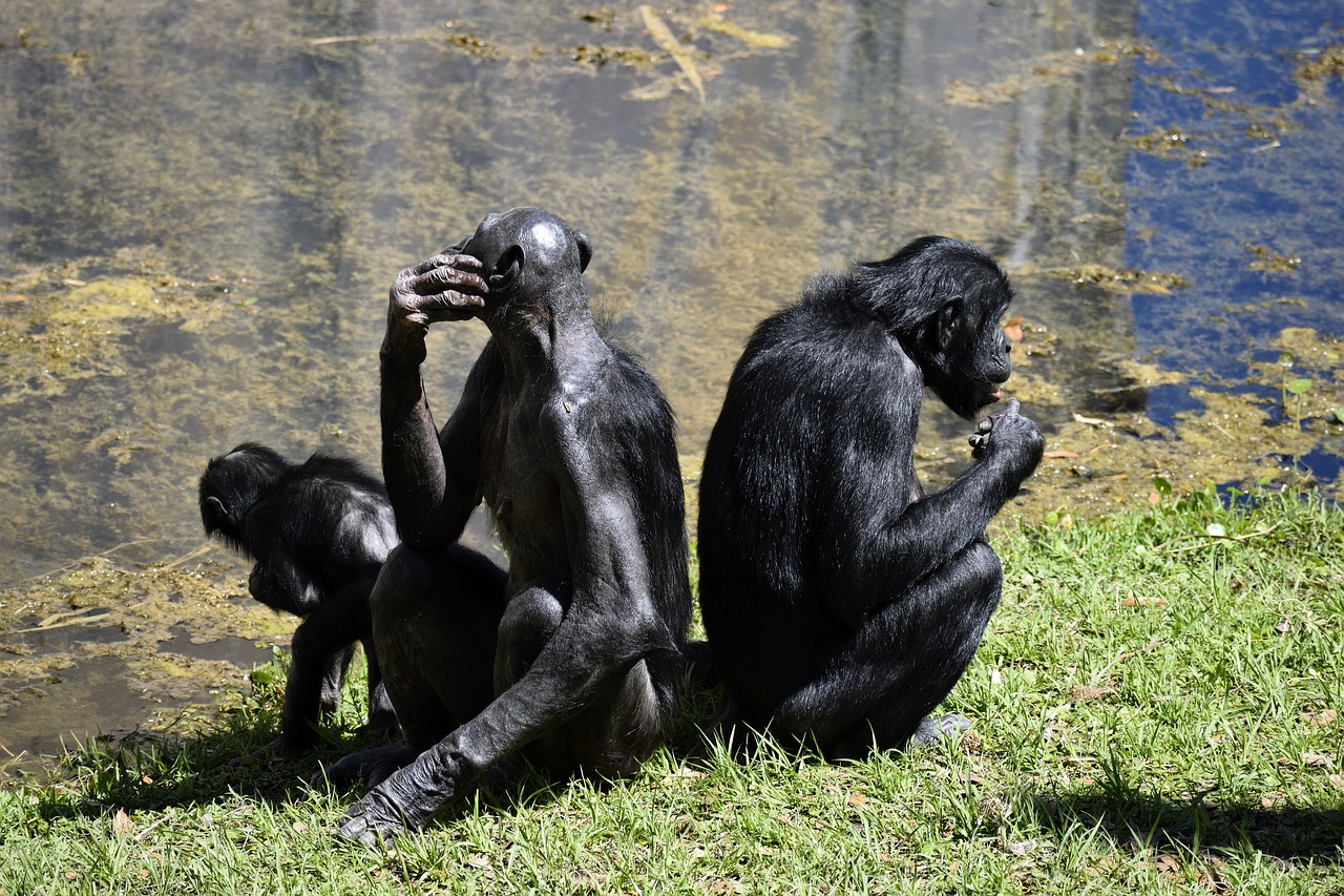 bonobo apes primate zoo free photo