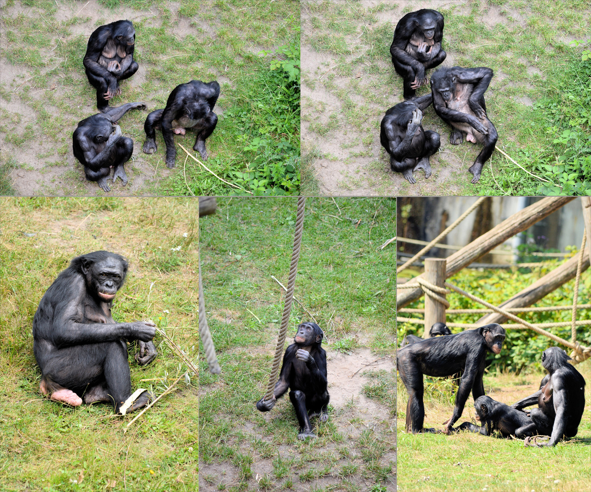 bonobo ape monkey free photo