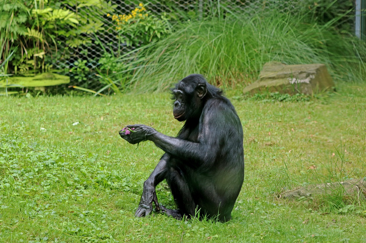 bonobos ape primates free photo