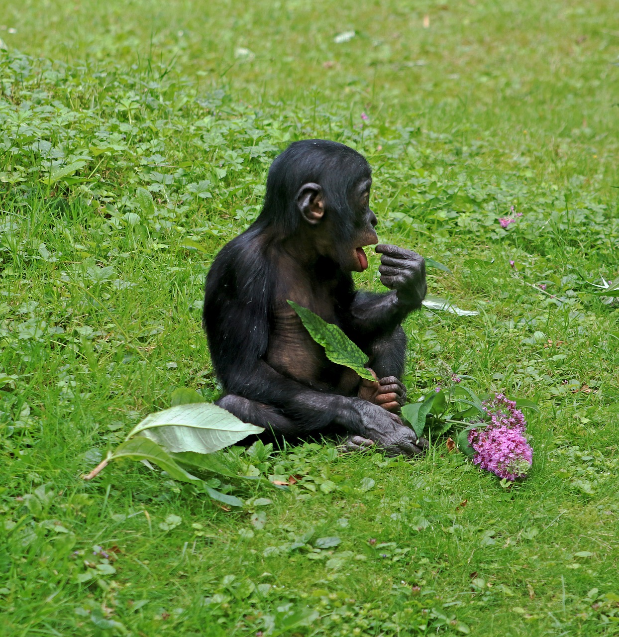 bonobos ape primates free photo