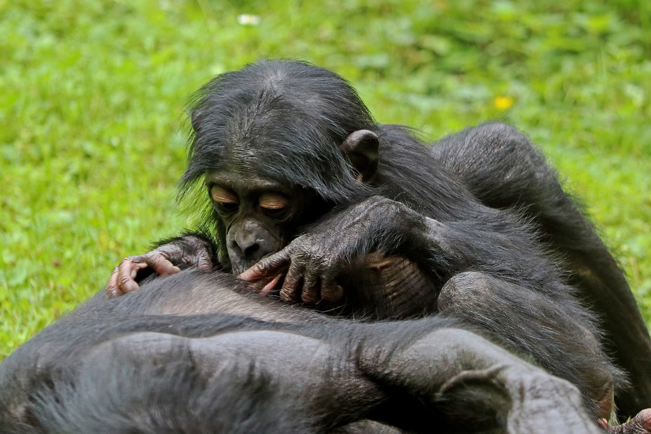 bonobos ape primates free photo