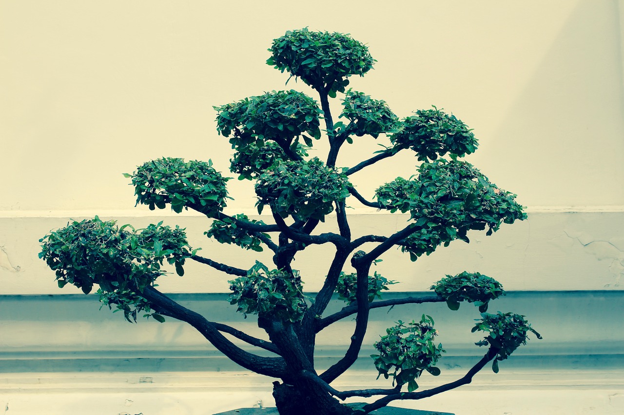 bonsai tree bäumchen free photo