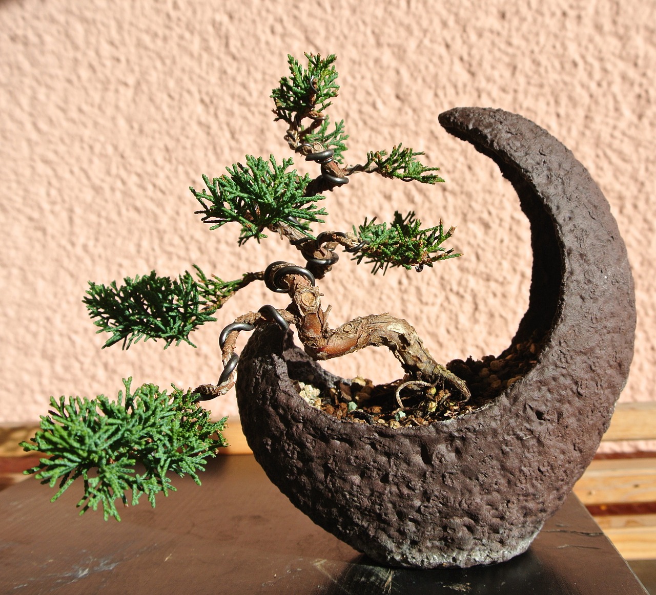 bonsai juniper moon bowl free photo