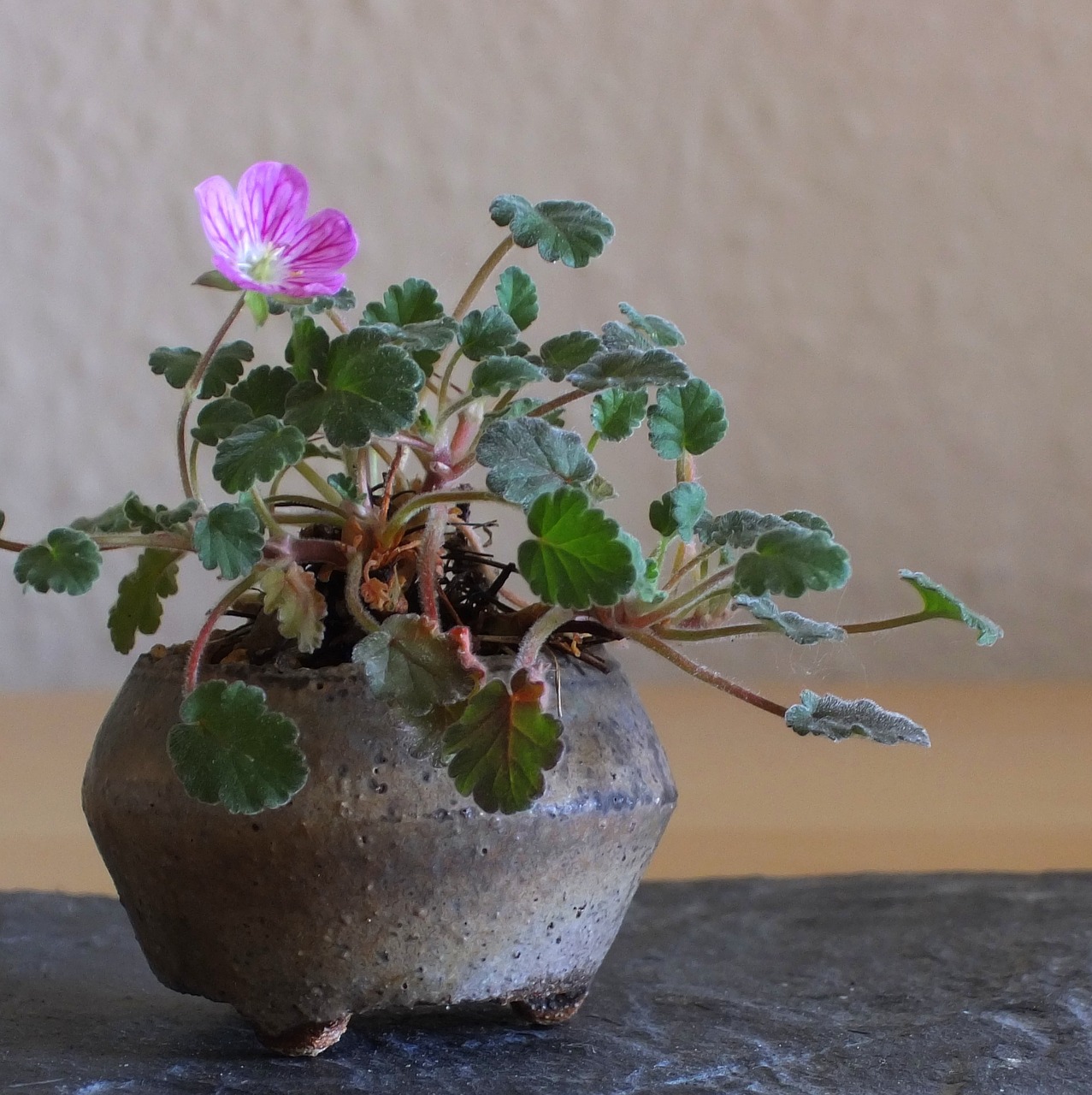 bonsai plant nature free photo