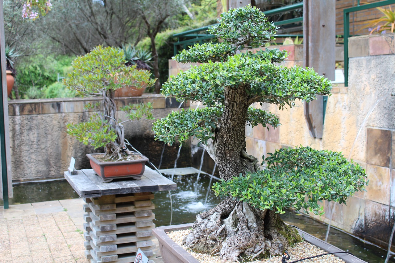 bonsai trees japanese free photo