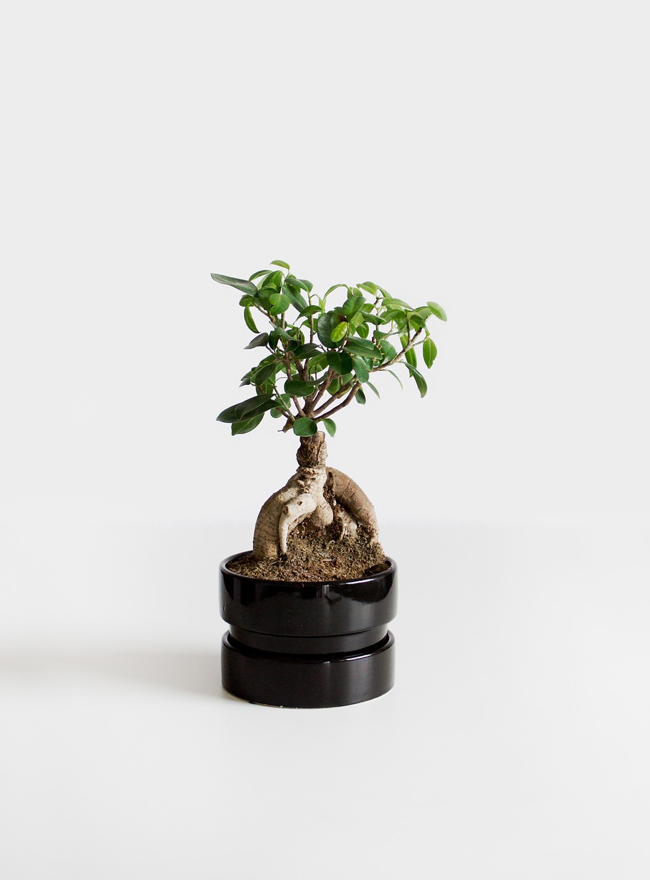bonsai plant bäumchen free photo