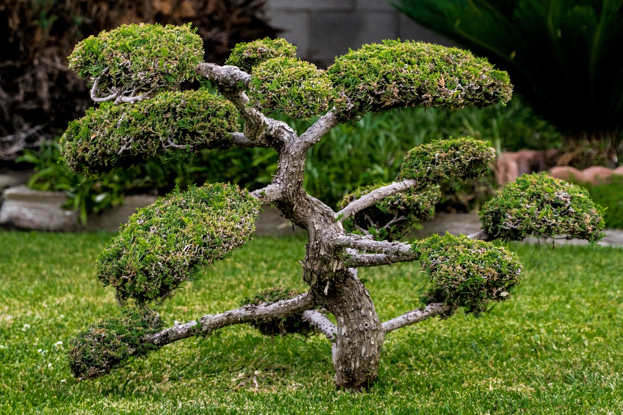 bonsai miniature plant free photo