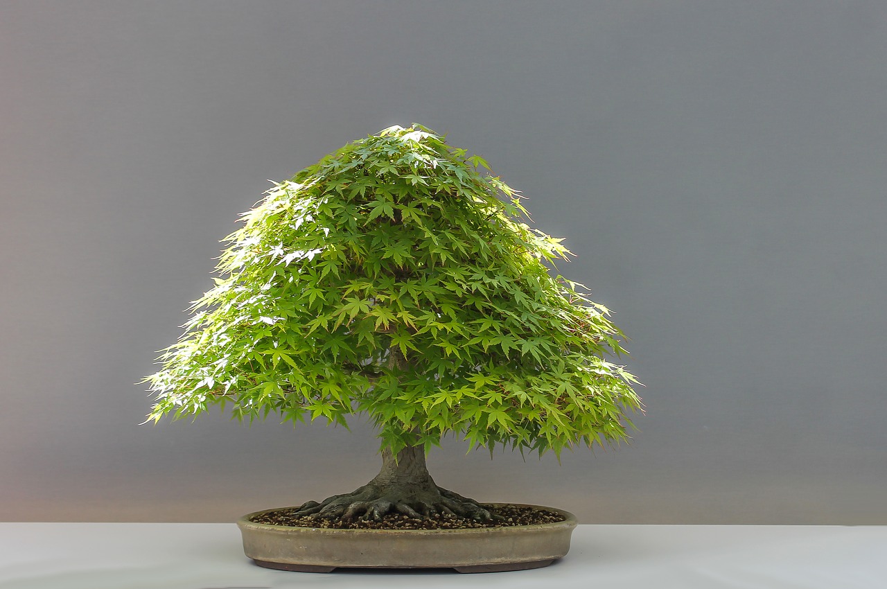bonsai plant japan maple free photo