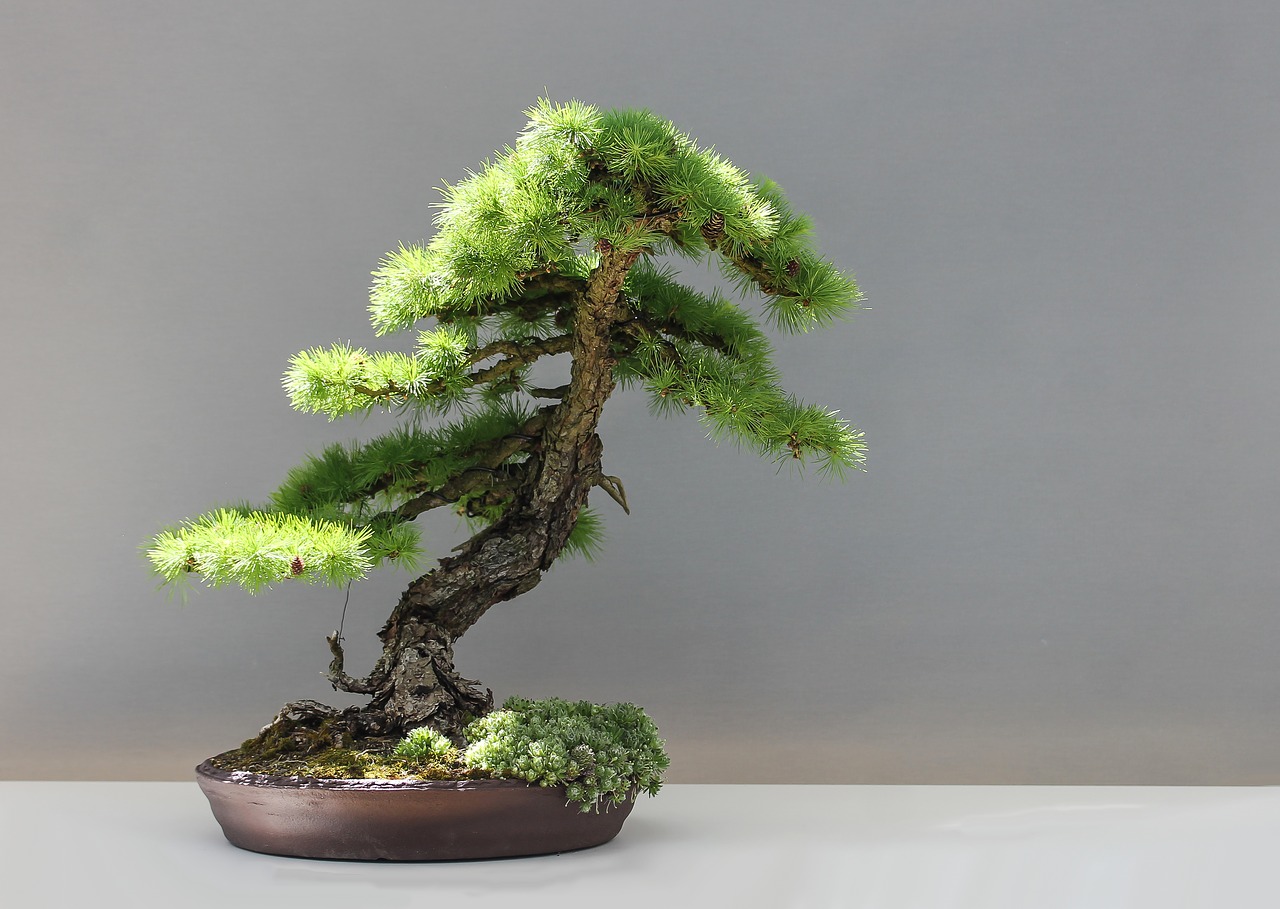 bonsai larch japan free photo