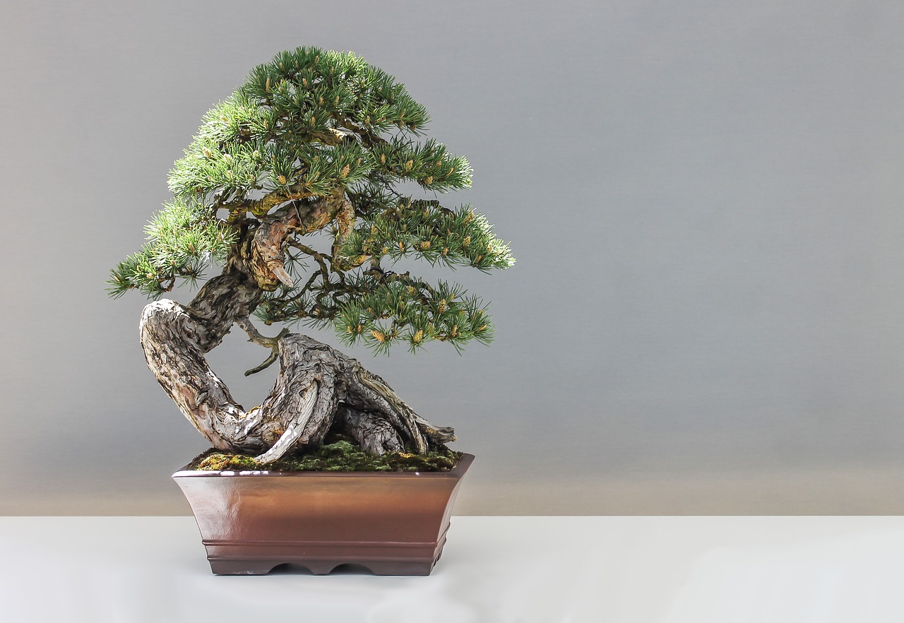 bonsai pine plant free photo