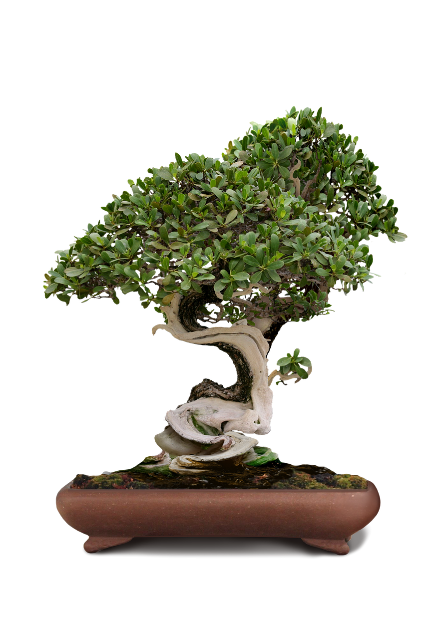 bonsai bonsai tree green tree free photo