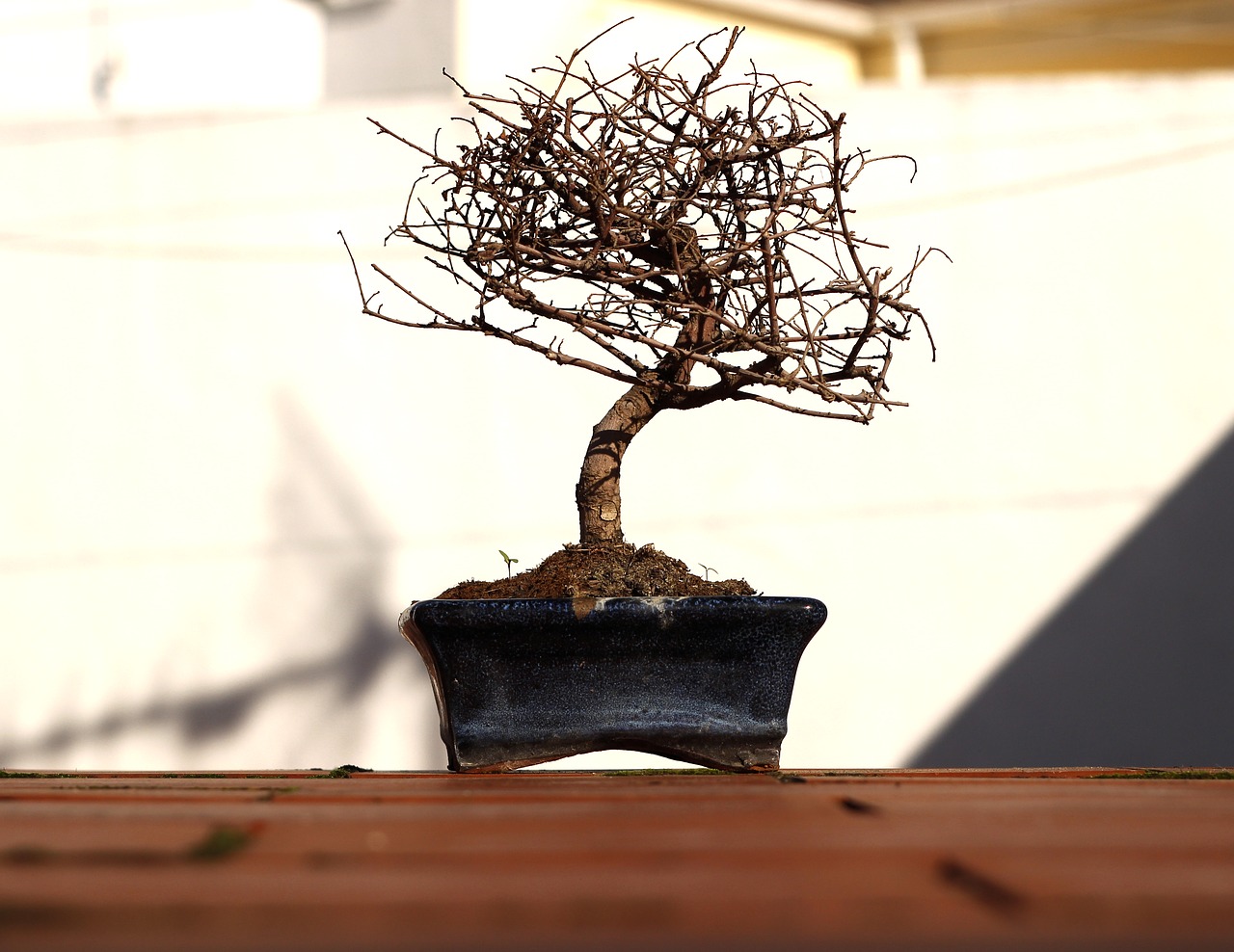 bonsai tree flowerpot free photo