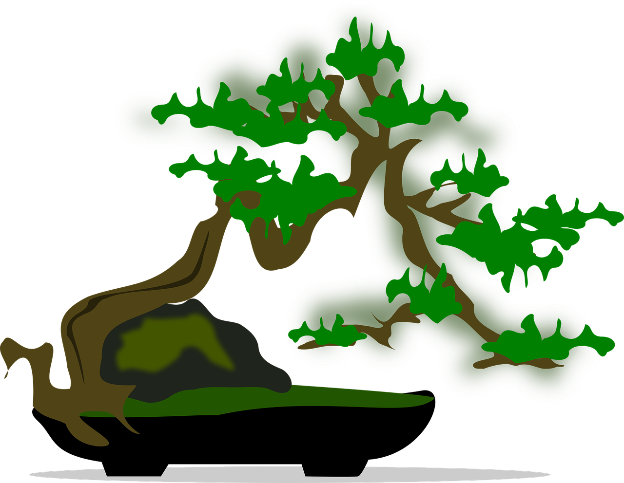 bonsai clip art flora free photo