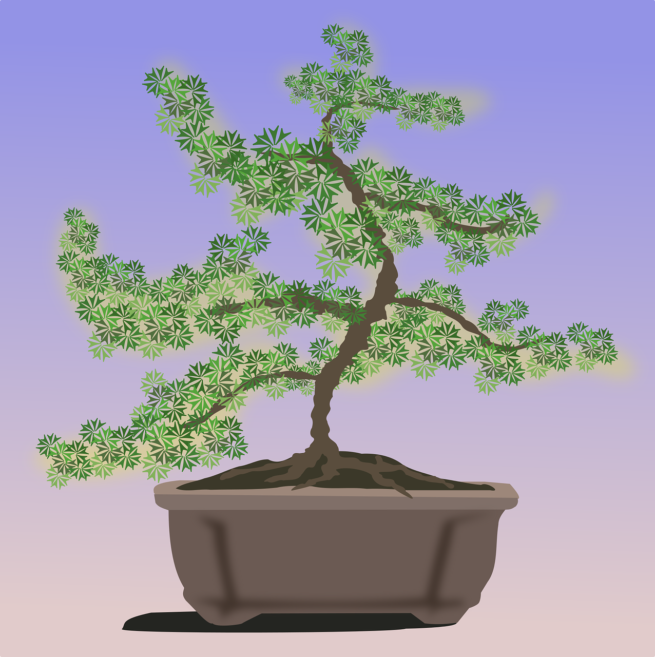 bonsai clip art flora free photo