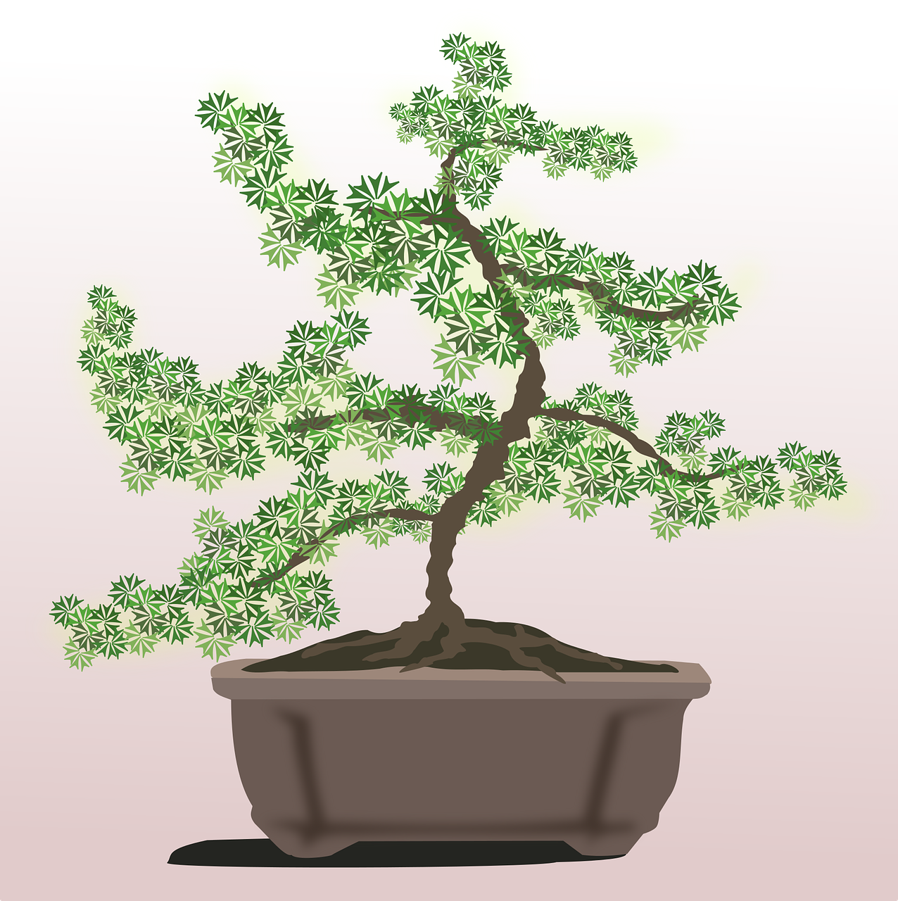 bonsai clip art flora free photo