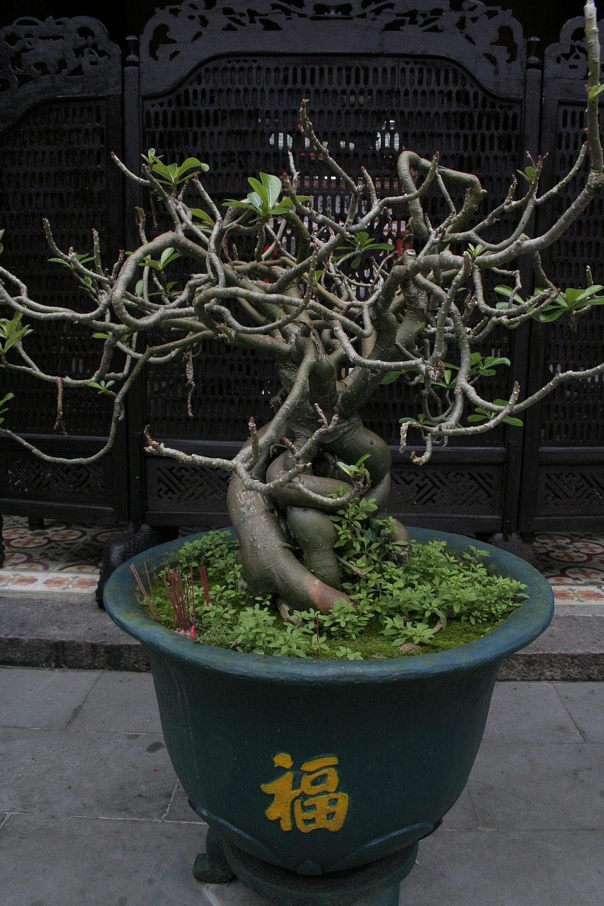 bonsai vietnamese scripture temple free photo