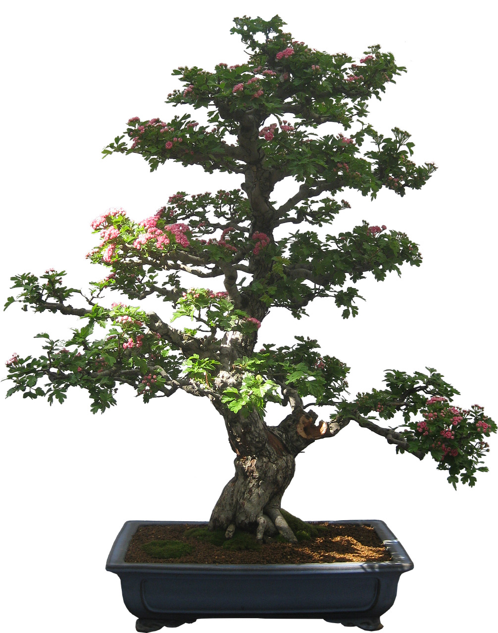 bonsai tree plant free photo