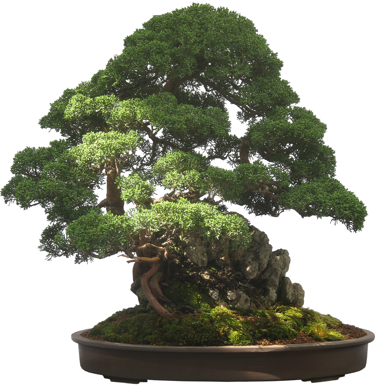 bonsai tree plant free photo