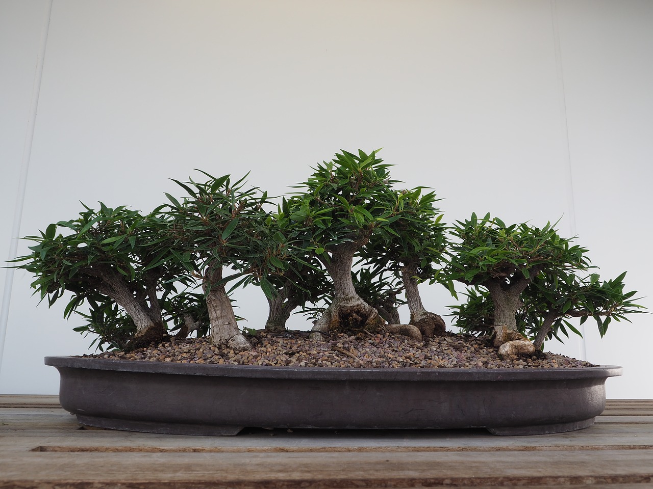 bonsai tree japanese free photo