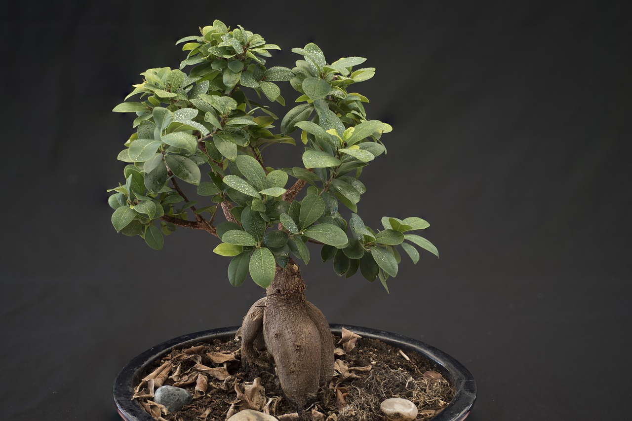 bonsai smaller tree potted plant free photo