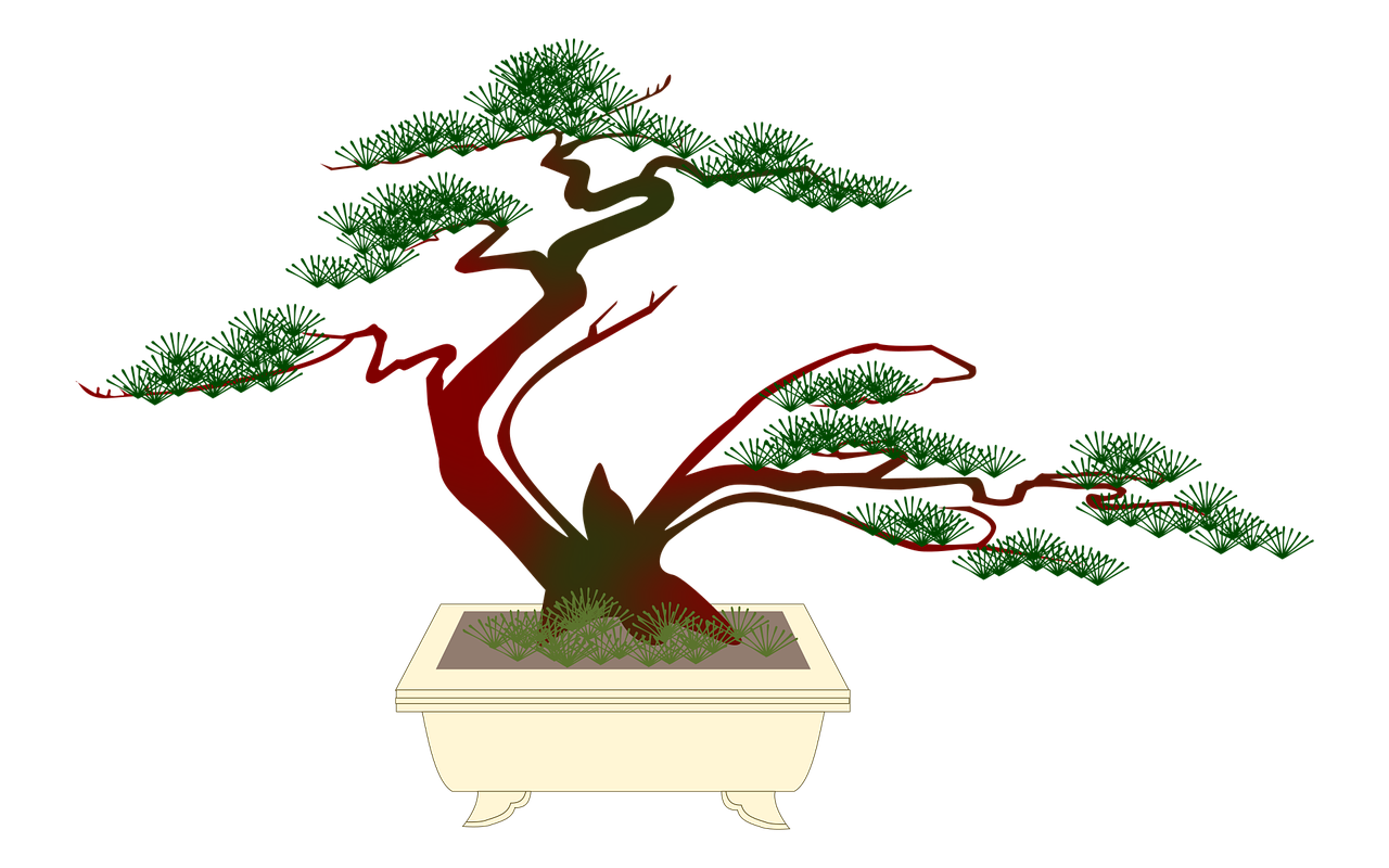 bonsai miniature pine free photo