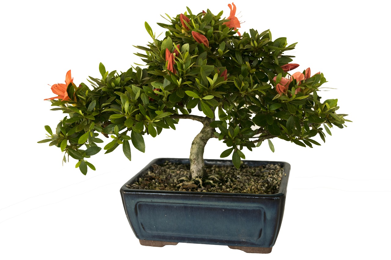 bonsai azalea plant free photo