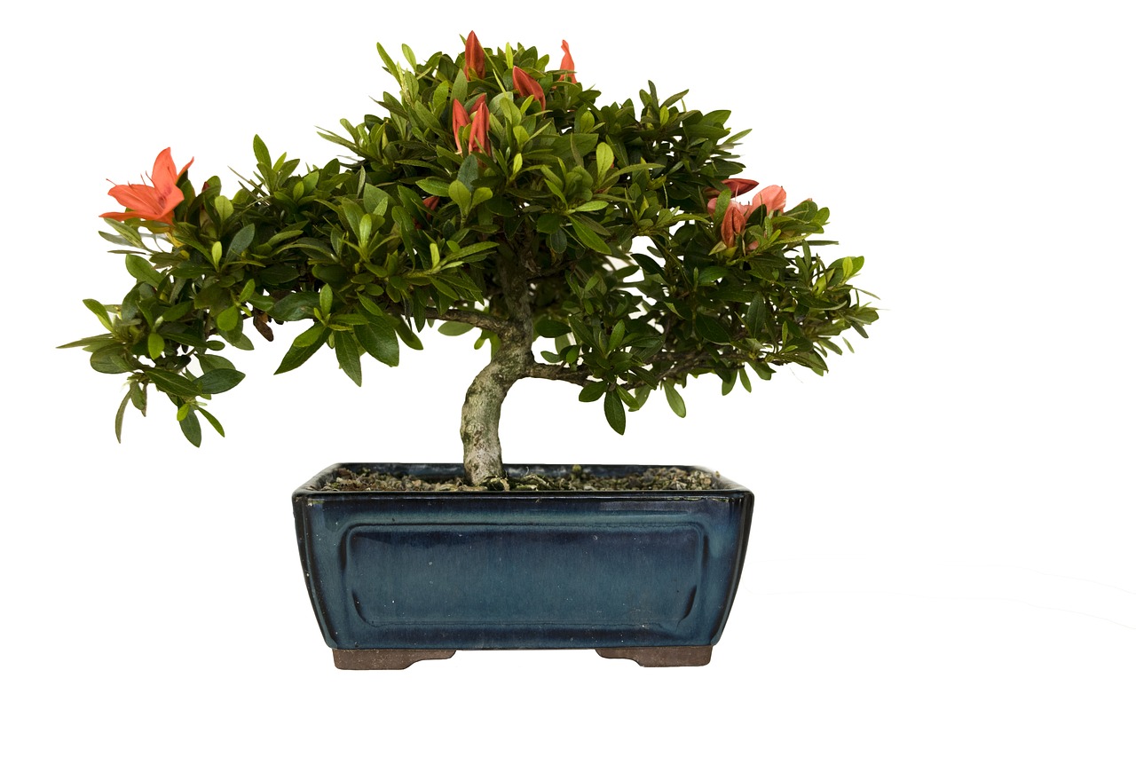 bonsai azalea plant free photo
